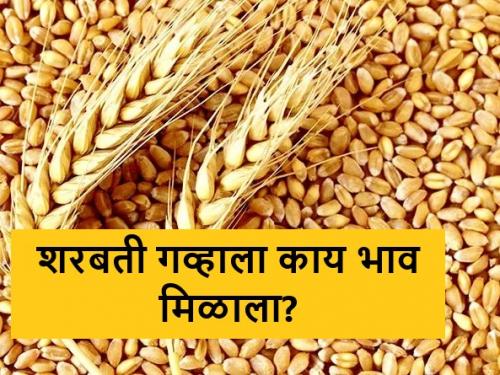 Latest News 08 april 2024 todays Wheat Market In maharashtra market yards | Wheat Market : बाजारात लोकल आणि शरबती गव्हाचा दबदबा, आज कुठे-काय मिळाला दर 