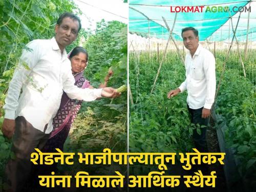 Success Story: Experimental Bhutekar earning lakhs of income with the help of shed net farming even in drought; Read in detail  | Success Story : दुष्काळातही शेडनेट शेतीच्या मदतीने लाखोंचे उत्पन्न घेणारे प्रयोगशील भुतेकर; वाचा सविस्तर 