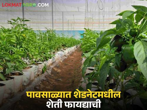 Latest News Vegetable farming in shade nets will make farmers rich during monsoon, read in detail | Shednet Farming : पावसाळ्यात शेडनेटमधील भाजीपाला शेती शेतकऱ्यांना करेल मालामाल