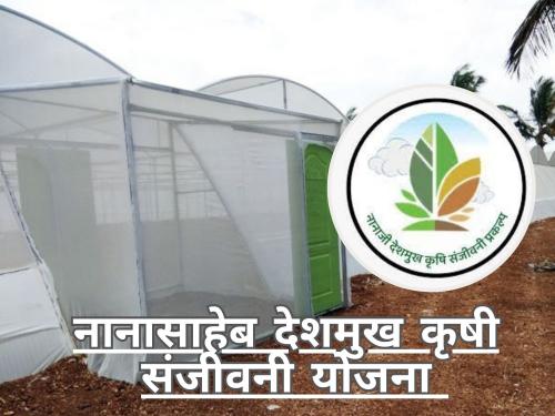 Latest News Shednet scheme in Nanasaheb Deshmukh Krishi Sanjeevani Yojana? | नानासाहेब देशमुख कृषी संजीवनी योजना आहे तरी काय? 