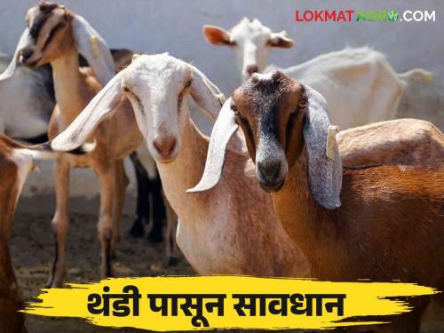 Winter Animal Care : Keep goats and sheep safe in winter; Guaranteed income will be intact | Winter Animal Care : हिवाळ्यात शेळी मेंढीला ठेवा सुरक्षित; उत्पन्नाची हमी असेल अबाधित