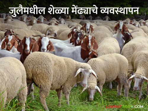 Latest News How to care goats, sheep in rainy season in july Know in detail  | Goat Sheep Care : जुलैमधील शेळ्या, मेंढ्याचे व्यवस्थापन कसे कराल? जाणून घ्या सविस्तर 