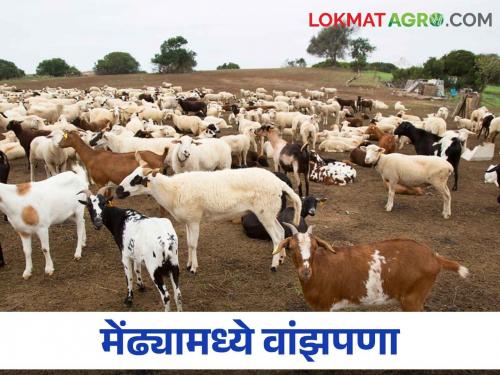 Infertility risk among sheep in Jat taluka famous for Madgyal breed | माडग्याळ जातीसाठी प्रसिद्ध असणाऱ्या जत तालुक्यात मेंढ्यांमध्ये वांझपणाचा धोका