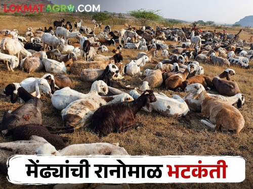 A drought issue; Migration of sheep farming in the state for fodder; Where are you getting fodder? | झळा दुष्काळाच्या; मेंढ्यांसाठी प्रसिद्ध असलेल्या या तालुक्यामधील मेंढपाळांचे चाऱ्यासाठी स्थलांतर