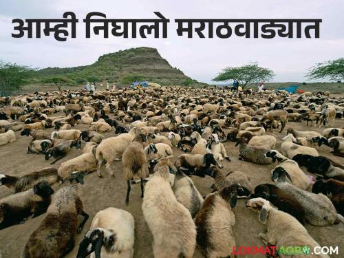 The flocks of sheep from Konkan begin their journey towards Marathwada | कोकणातील मेंढ्यांच्या कळपांचा मराठवाड्याकडे प्रवास सुरु