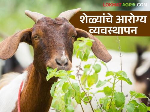 Latest News Goat farming Follow this perfect remedy to heal goat's wound, read in detail | शेळीला झालेली जखम भरून काढण्यासाठी 'हा' परफेक्ट उपाय करा, वाचा सविस्तर 