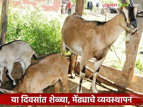 Latest News Goat farming What to do if you want to breed goats at once Read in detail | Goat farming : जर एकावेळी शेळ्यांना गाभ घालायचे असेल तर काय करावे? वाचा सविस्तर 