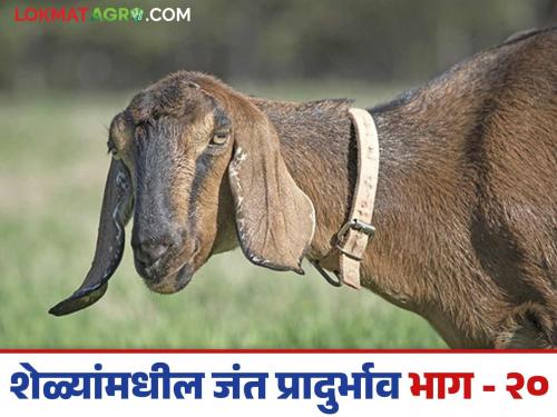 Latest News Goat Farming Disease Worm infestation in goats and its remedies read in detail | Goat Farming Disease : शेळ्यांमध्ये जंताचा प्रादुर्भाव होणार नाही, फक्त 'हे' लक्षात ठेवा, वाचा सविस्तर 