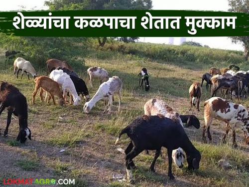 Latest News Why are you paying Rs. 500 per day to keep herd of goats in farm? | शेळ्यांचा कळप शेतात बसविण्यासाठी दिवसाला 500 रुपये का दिले जात आहेत? 