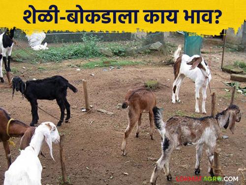 Latest News Goat Market Price of goat, bokad in sangli and other sheli market | Goat Market : बोकडापेक्षा शेळी बरी, भाव देते सगळ्यात भारी, वाचा शेळी-बोकडाचे बाजारभाव 