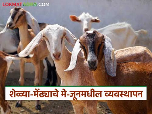 latest News Goat Farming How do you take care of goats and sheep during high temperatures and rainy season | Goat Farming : अधिक तापमान अन् पावसाचा काळ, शेळ्या-मेंढ्यांची काळजी कशी घ्याल? 