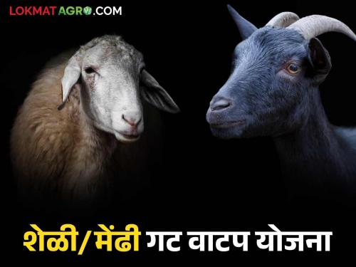 Online application process for purchasing goats and sheep through this scheme of Animal Husbandry Department has started; Know the details | शेळ्या व मेंढ्या खरेदी योजनेसाठी ऑनलाईन अर्ज प्रक्रिया सुरु; जाणून घ्या सविस्तर
