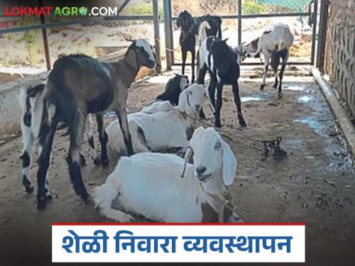 Latest News Sheli Palan Benefits of applying lime near entrance of goat sheds during monsoon | Goat Farming : पावसाळ्यात शेळ्यांच्या शेडच्या प्रवेशद्वाराजवळ चुना टाकण्याचे फायदे, वाचा सविस्तर