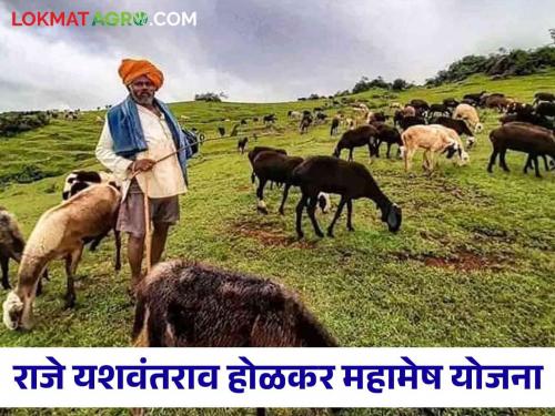 Latest News Agriculture Scheme Raje Yashwantrao Holkar Mahamesh Yojana changes check new GR | Yashwantrao Holkar Agriculture Scheme : राजे यशवंतराव होळकर महामेष योजनेते बदल, नवीन शासन निर्णय काय? 