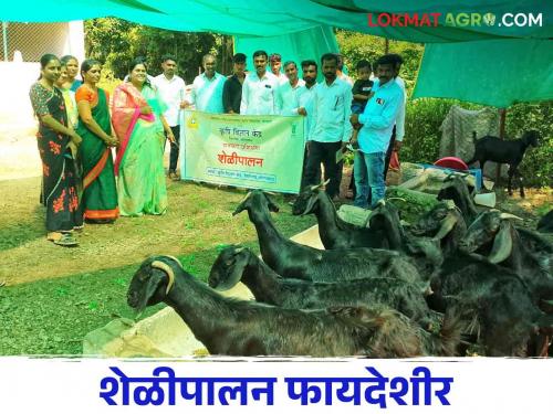 Goat farming : Goat Farming is ATM for farmers | Goat farming : शेतकऱ्यांनी शेळीपालनाकडे वाळणे गरजेचे; शेळी ही एक चालते बोलते एटीएम