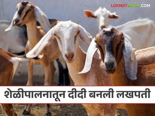 Latest News Joshila Bodhlkar of Gadchiroli became millionaire from goat Farming by umed | Goat Farming : 40 शेळ्या अन् दहा बोकडांची मालकीण, शेळीपालनातून गडचिरोलीच्या ताई बनल्या लखपती!