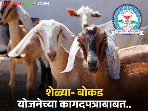 Latest News Selection for goat-goat innovative scheme begins, upload documents | शेळी- बोकड नाविन्यपूर्ण योजनेची निवड सुरू, 'ही' कागदपत्र करा अपलोड 