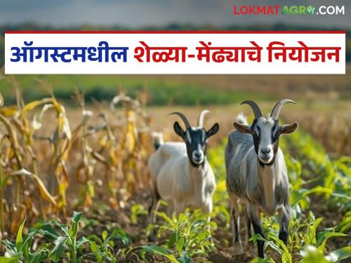 Latest News Get your goats and sheep vaccinated in August, many diseases can be prevented | Goat Sheep Care : ऑगस्टमध्ये शेळ्या-मेंढयांना 'हे' लसीकरण करा, अनेक आजार टाळता येतील! 