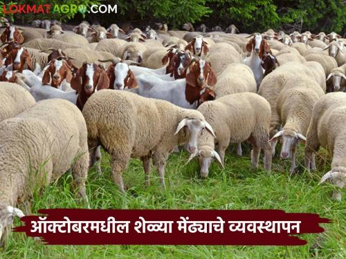 Latest News How to manage goats and sheep in the month of October Know in detail  | Goat Management : ऑक्टोबर महिन्यात शेळ्या-मेंढ्यांचे व्यवस्थापन कसे कराल? जाणून घ्या सविस्तर 