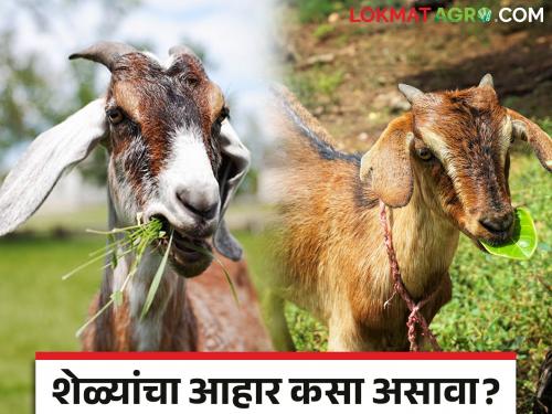 Sheli Palan : What should be the diet of goat kid, goats and bucks in goat farming read in detail | Sheli Palan : शेळीपालनात करडांचा, शेळ्यांचा व बोकडांचा आहार कसा असावा.. वाचा सविस्तर