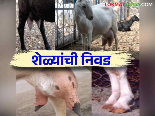 Sheli Palan : Know in detail how to choose goats and bucks in goat rearing business | Sheli Palan : शेळीपालन व्यवसायात शेळ्यांची व बोकडाची निवड कशी करावी जाणून घ्या सविस्तर