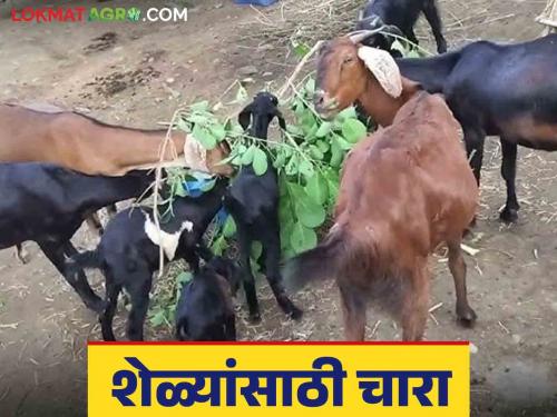 Latest News Goat Farming Best fodder options for goats, know in detail | Goat Farming : शेळ्यांसाठी चाऱ्याचे 'हे' बेस्ट पर्याय, जाणून घ्या सविस्तर 
