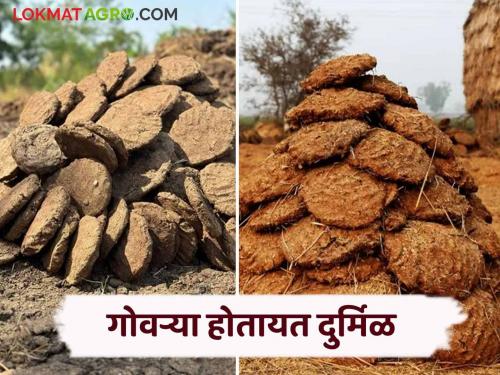 A combination of cow dung cake and the life of a farmer in rural culture | ग्रामीण संस्कृतीत शेणाच्या गोवऱ्या आणि शेतकऱ्याचं जीवन कशी होती यांची सांगड वाचा सविस्तर