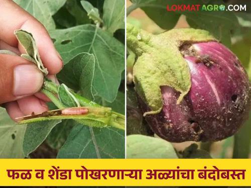 Follow these simple remedies to control fruit and shoot borer in vegetable crops | भाजीपाला पिकातील शेंडे व फळ पोखरणाऱ्या अळीच्या नियंत्रणासाठी करा हे सोपे उपाय