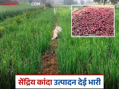 organic onions farmer: Adkina earned lakhs from organic onions Read in detail | Organic Onions farmer : सेंद्रिय कांद्यातून अडकिणे यांना झाले लाखांचे उत्पन्न वाचा सविस्तर