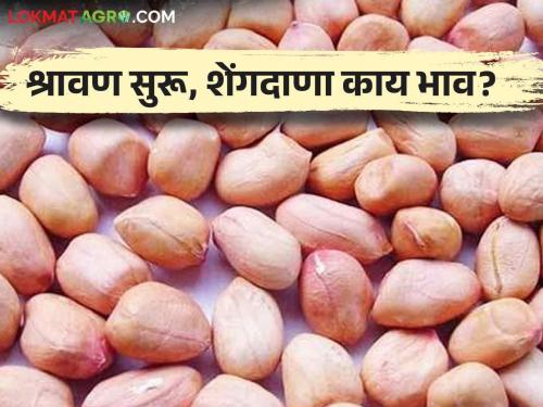 Latest News Shravan Mahina price of peanuts, sabudana Read in detail  | Shravan Mahina Peanut Price : श्रावण महिन्याला सुरवात, शेंगदाणा, साबुदाण्याला काय भाव? वाचा सविस्तर 