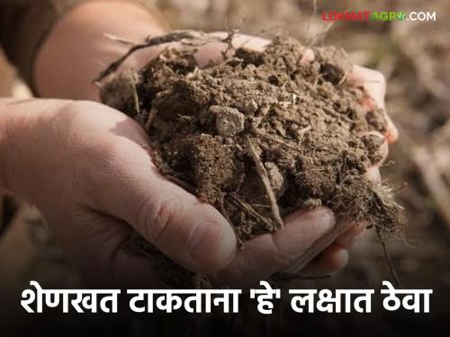 Latest News Raw cow dung should not be thrown in farm and maize crop know in detail  | Shenkhat Management : कच्चे शेणखत शेतात टाकू नये, कारण.... जाणून घ्या सविस्तर 