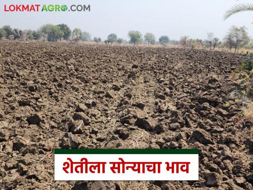 Will agriculture have better days? How have agricultural land prices increased over the last 40 years; Read in detail | शेतीला चांगले दिवस येणार? मागील ४० वर्षांपासून कसे वाढत गेले शेतजमिनीचे भाव; वाचा सविस्तर