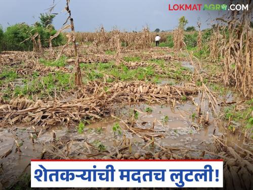 latest news Anudan Vatap Ghotala: Farmer subsidy scam update; Case registered against 28 people including 22 Talathis Read in detail | Anudan Vatap Ghotala : शेतकरी अनुदान घोटाळा अपडेट; २२ तलाठ्यांसह २८ जणांवर गुन्हा दाखल वाचा सविस्तर
