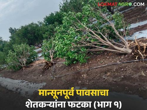 latest news Avakali Paus: The rain not only moistened the soil, but also soaked dreams! Read in detail | Avakali Paus: पावसाने फक्त माती नाही ओल केली, तर स्वप्नंही भिजवली! वाचा सविस्तर