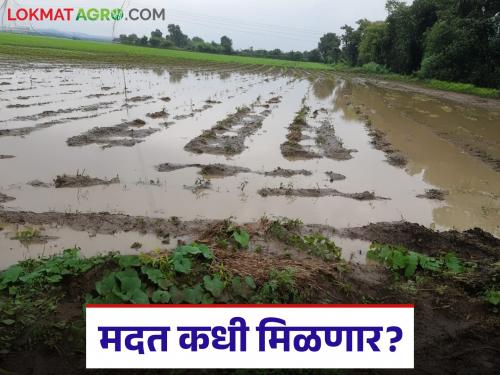 latest news Kharif Crop Damage: Disaster-hit farmers in distress; Help... Help! Read in detail | Kharif Crop Damage : आपत्तीग्रस्त शेतकऱ्यांचा टाहो; मदत करा... मदत करा! वाचा सविस्तर
