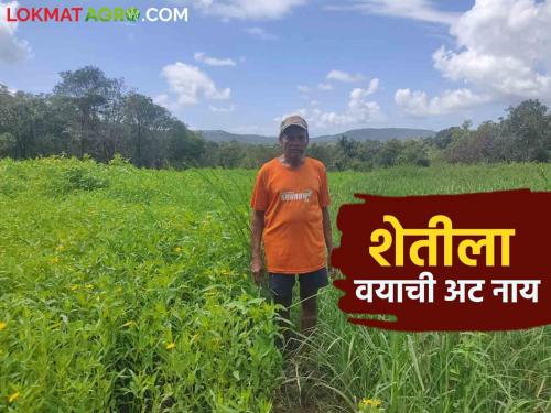 Farmer Tukaram is moving towards old age, but his interest in agriculture continues to generate perennial income | शेतकरी तुकाराम यांची वार्धक्याकडे वाटचाल मात्र शेतीची आवड कायम काढता आहेत बारमाही उत्पन्न