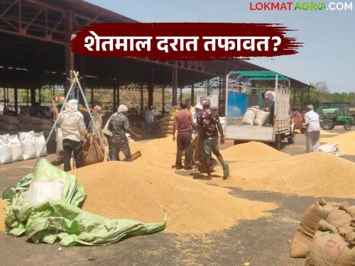 latest news Market Committee: Traders' collusion? Big difference in minimum and maximum prices of grains! Read in detail | Market Committee : व्यापाऱ्यांचे संगनमत? धान्याच्या किमान व कमाल दरात मोठी तफावत! वाचा सविस्तर
