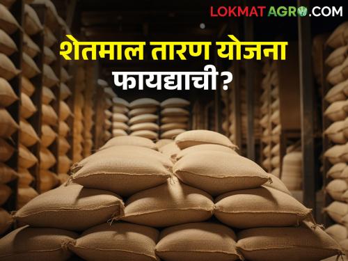 Market price fall down.. Keep farm produce in godown and get farm produce mortgage loan | बाजारभाव पडला.. शेतमाल ठेवा गोडाऊनमध्ये आणि मिळवा शेतमाल तारण कर्ज