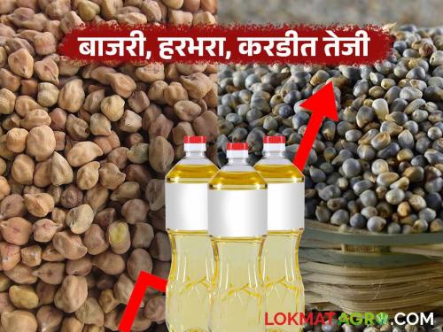 latest news Shetmal Bajar Bhav: Castor oil hits record high; Bajara, Harbhara prices rise Read in detail | Shetmal Bajar Bhav: करडी तेलाने गाठला उच्चांक; बाजरी, हरभऱ्याच्या दरात तेजी वाचा सविस्तर