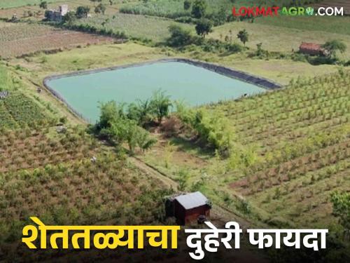 Latest News Fish Farming Dual use of farm, water for crops and fish farming, read in detail  | Fish Farming : शेततळ्याचा दुहेरी उपयोग, पिकांना पाणी अन् मत्स्यपालन, वाचा सविस्तर 