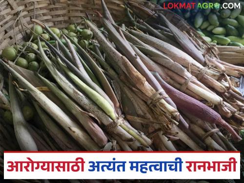 This vegetable, which is hailed as a mine of nutrients from wild vegetables, is proving to be health-enhancing. | रानभाज्यांतील पोषक गुणांची खाण म्हणून ओखळली जाणारी ही भाजी ठरतेय आरोग्यवर्धक