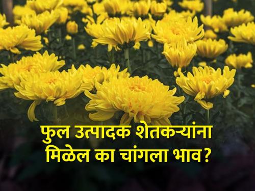 Flower farmers expect better prices from Navratri festival | नवरात्रोत्सवाकडून फुल उत्पादक शेतकऱ्यांना चांगल्या बाजारभावाची अपेक्षा