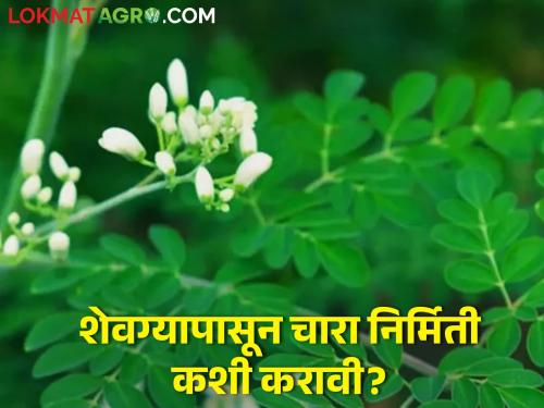 Latest News Manufacturing fodder for livestock from fenugreek leaves | पशुपालकांसाठी महत्वाचे! जनावरांच्या चाऱ्यासाठी करा शेवग्याची लागवड 