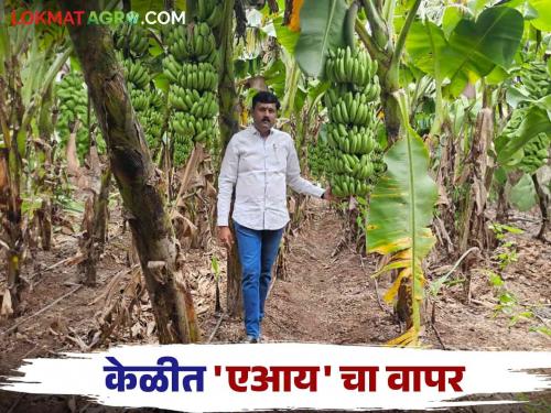 By using artificial intelligence in banana crop farmer dhairyashil got an income of Rs. 10 lakh per acre | केळी पिकात कृत्रिम बुद्धिमत्तेचा वापर करून शेतकरी धैर्यशील यांनी घेतले एकरी १० लाख रुपयांचे उत्पन्न