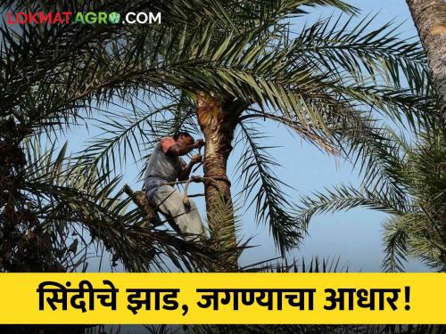 Latest News Sindhi palm tree became source of income on farmer family in gondiya | Shindi Palm Tree : सिंदीचे झाडं कसं बनले कुटूंबाच्या उदरनिर्वाहाचे साधन, जाणून घ्या सविस्तर 