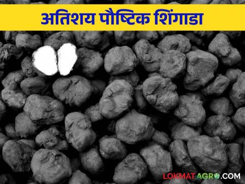 A new alternative to Shingada farming  | शिंगाडा शेतीचा नवा पर्याय 