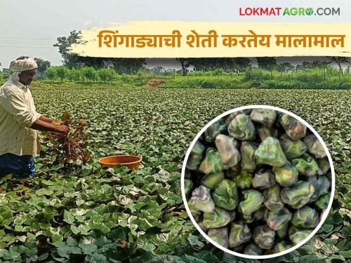 Latest News Healthy Shingada farming is benefiting farmers of East Vidarbha, read in detail  | Shingada Farming : आरोग्यदायी शिंगाड्याची शेती पूर्व विदर्भातील शेतकऱ्यांना करतेय मालामाल, वाचा सविस्तर 