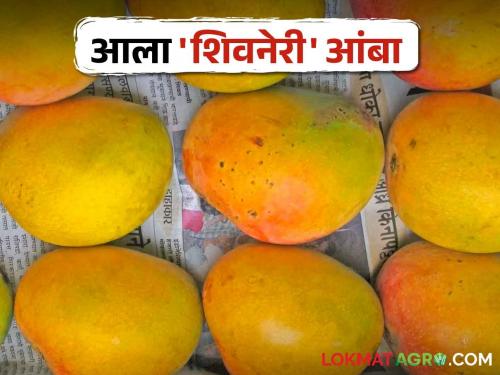 Hapus Mango Konkan hapus is over, now taste this new hapus | Hapus Mango कोकणातील हापूस संपला, आता ह्या नवीन हापूसची चव चाखा