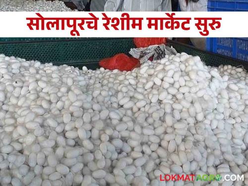 Good news for silk farmers, silk market market starts at Hiraj, Solapur | Silk Market रेशीम शेतकऱ्यांसाठी गुडन्यूज हिरज, सोलापूर येथे रेशीम कोष बाजारपेठ सुरु