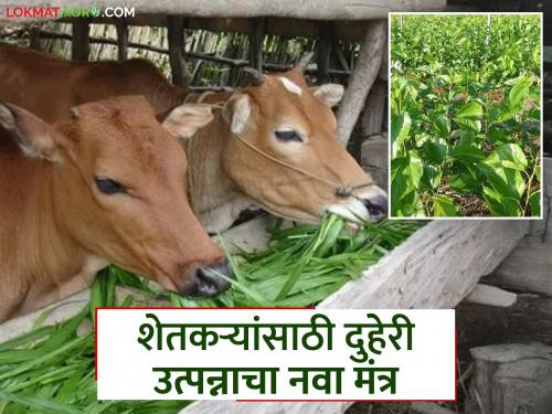latest news Sericulture Farming: 'Silk and Milk' concept will be a game changer for farmers! Read in detail | Sericulture Farming : 'सिल्क अन् मिल्क' संकल्पना शेतकऱ्यांसाठी ठरणार गेमचेंजर! वाचा सविस्तर